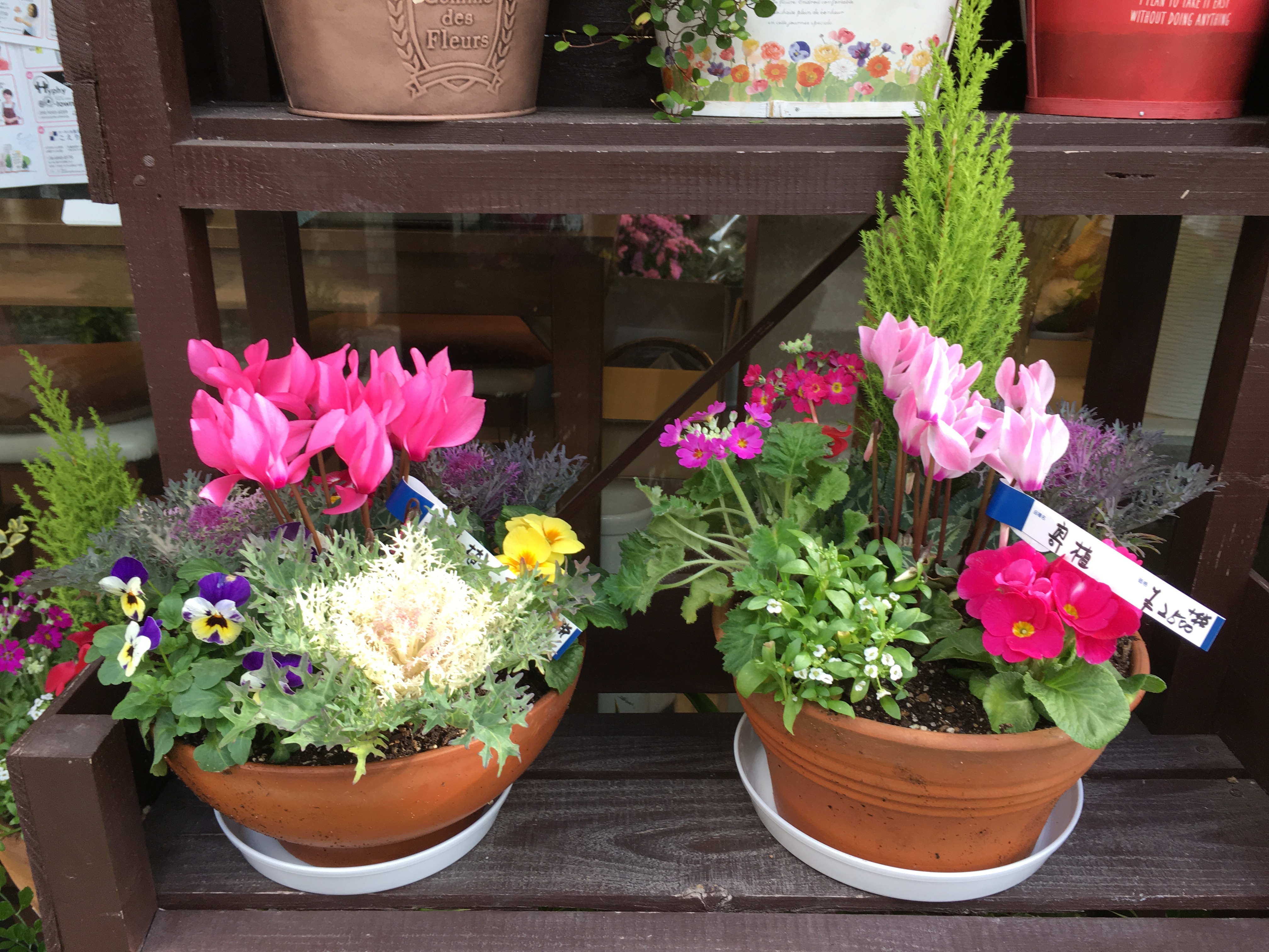 もう植えてあります！寄せ植え 販売中   大阪府豊中市の花屋花の部屋