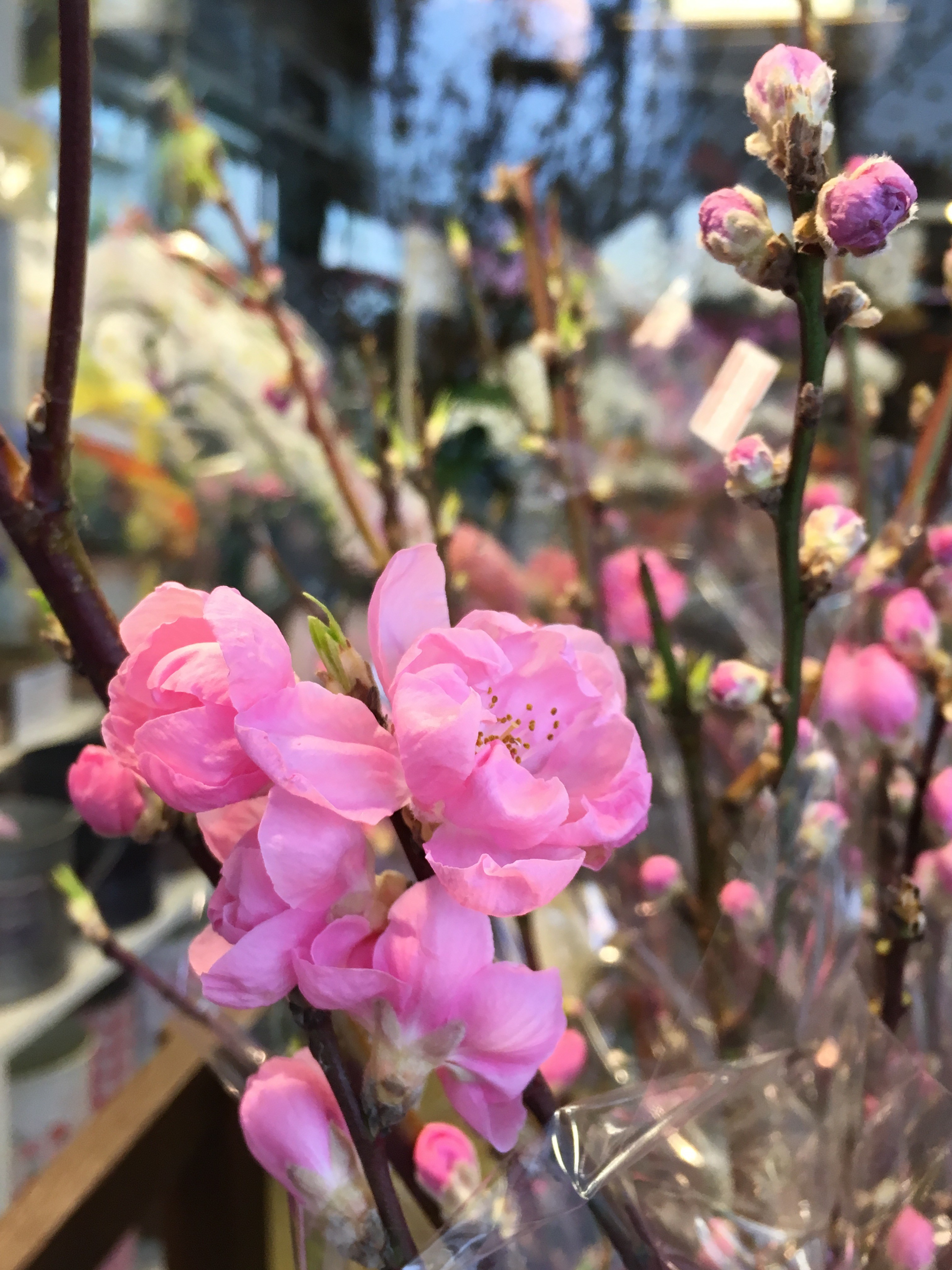 桃の花 入荷しています 大阪府豊中市の花屋 花の部屋
