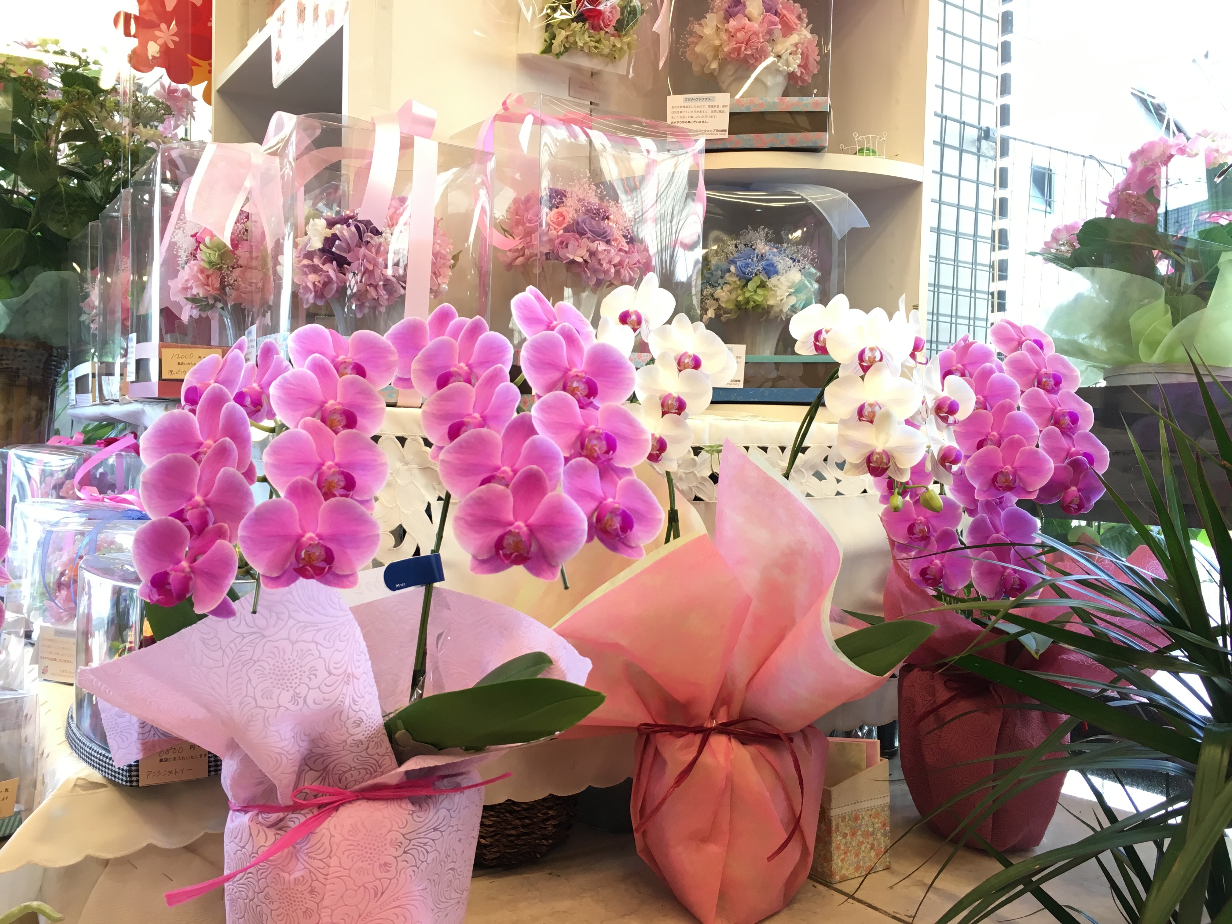 もらった胡蝶蘭はどうやってお世話すればいいですか 大阪府豊中市の花屋 花の部屋