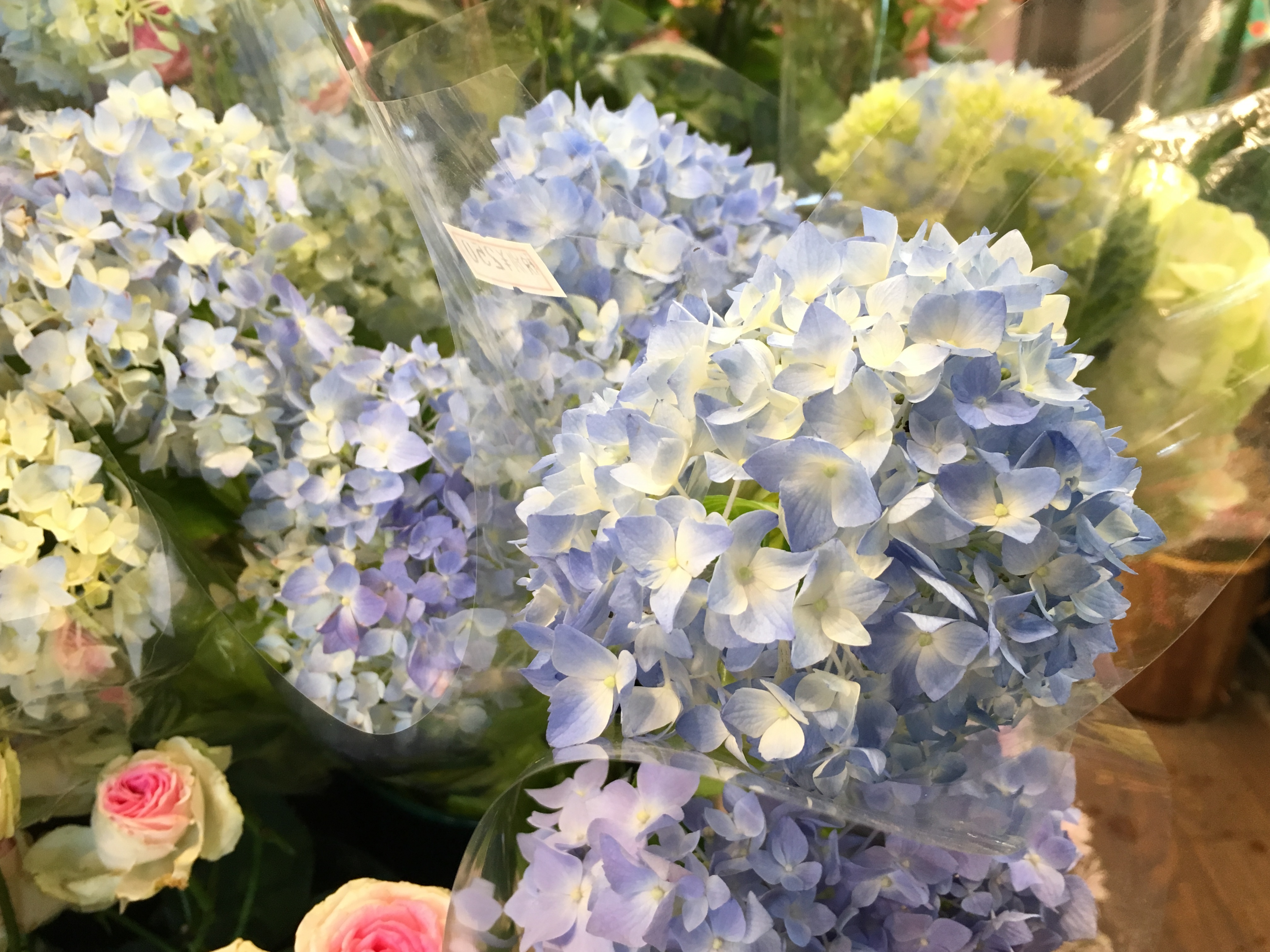 切花のアジサイを長持ちさせたい 大阪府豊中市の花屋 花の部屋