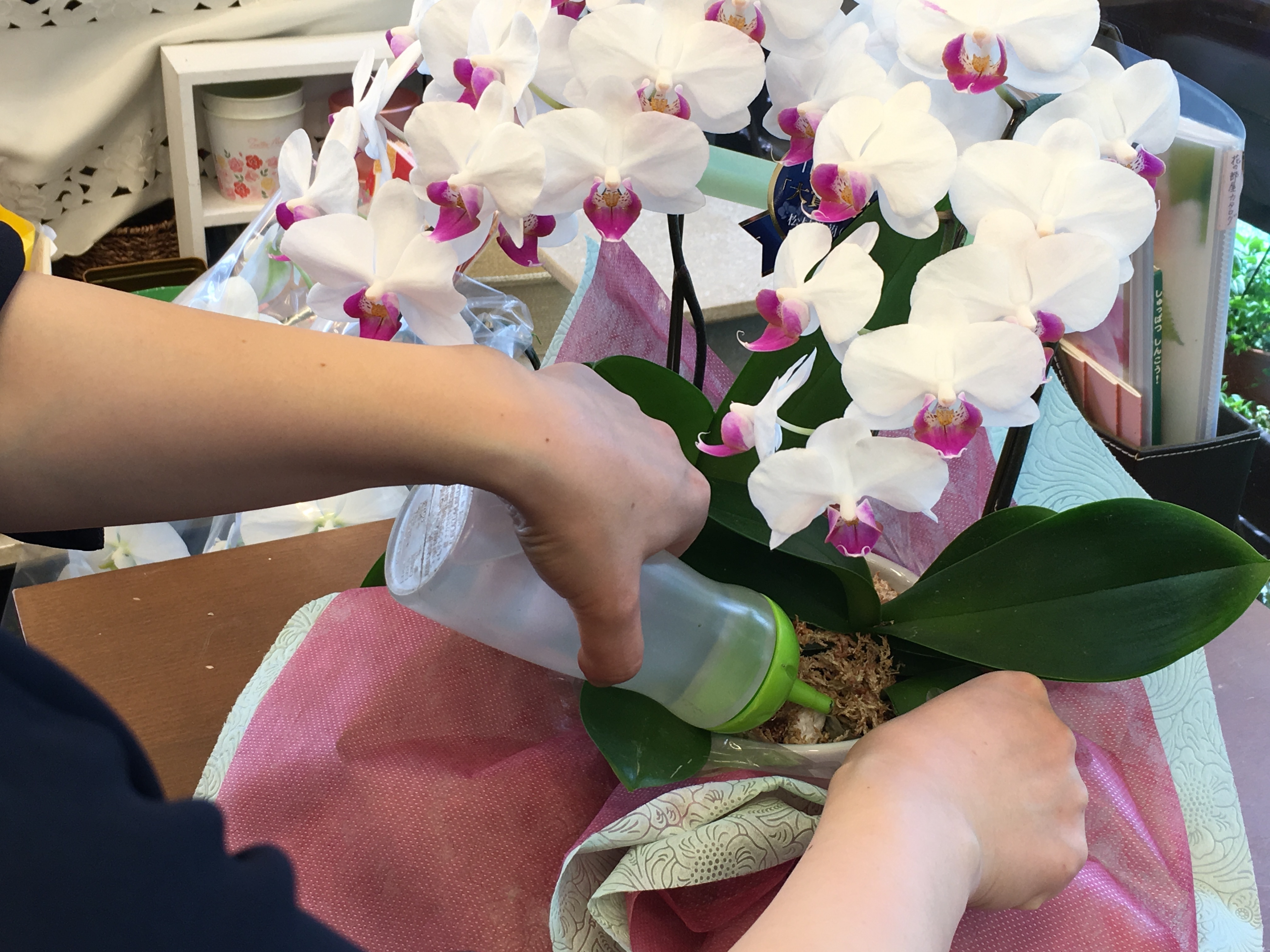 胡蝶蘭の管理法 育て方 フラワーショップ 花の部屋